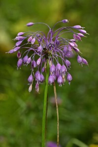 Allium cernuum.jpg